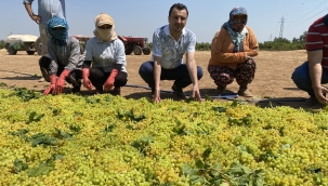 Manisalı üzüm üreticileri : "2 dolardan aşağı fiyat açıklayacaksa hiç zahmet edip gelmesin, ."