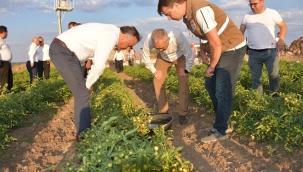 Müdür Öztürk Manisa'da 131.665 dekar alanda domates üretiliyor