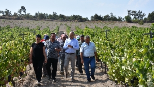 Müdür Öztürk ,organik üretim bağlarında inceleme