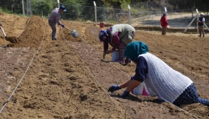 Safran ekimi başladı