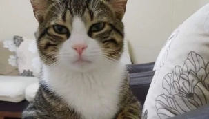 Salihli'de hayvan katliamı