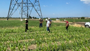 Çayır tırtılıyla mücadele ekibi iş başında