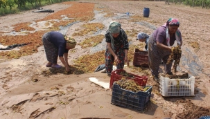 Üzüm üreticisini düşük fiyat,ve şiddetli yağış vurdu