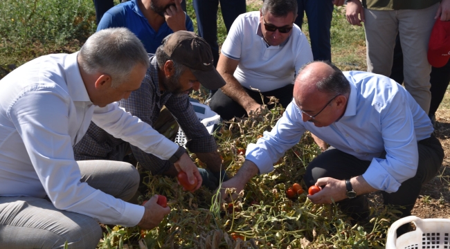 Vali Karadeniz domates hasadına katıldı