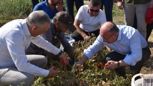 Vali Karadeniz domates hasadına katıldı