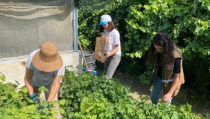 Yaprak yanıklığına yönelik mücadele