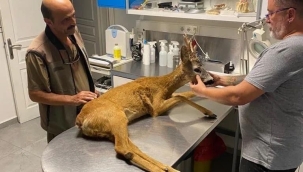 Yaralı karaca tedavi altına alındı