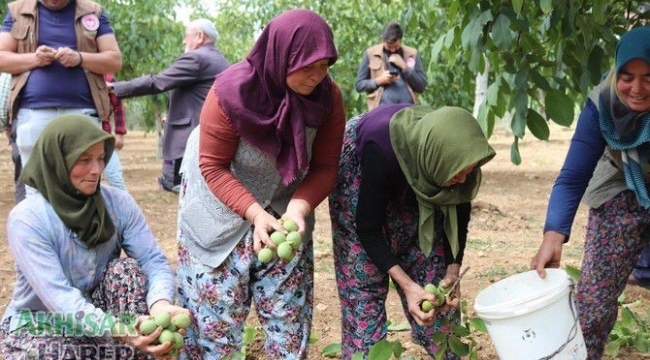 Akhisar'da ceviz hasadı başladı