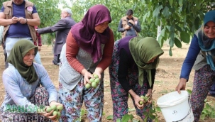 Akhisar'da ceviz hasadı başladı