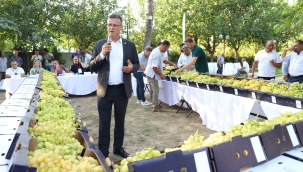 Alaşehir'de en güzel sultaniye üzüm yarışması yapıldı