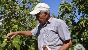 Demirci'de 10.350 incir fidanı dağıtılacak