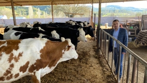 Hayvan ithalatına tepki gösteren CHP'li Başevirgen "Bu ithalatın faydası kime?"