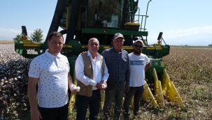 Salihli'de pamuk hasadı başladı