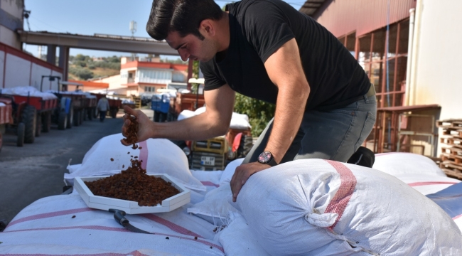 TMO üzüm alımlarına başladı