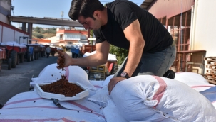 TMO üzüm alımlarına başladı