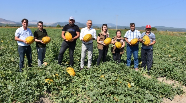 Yerli bir çeşit Kırkağaç kavun hasadı başladı