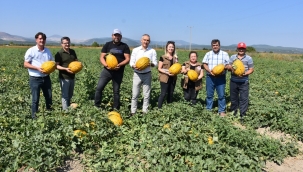 Yerli bir çeşit Kırkağaç kavun hasadı başladı
