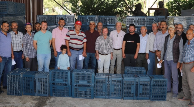 Belediyeden zeytin üreticisine 600 kasa desteği