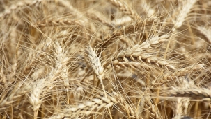 Büyük ve küçük baş hayvan üreticilerine çağrı