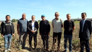 Mazot, gübre ve ilaç pamuk üreticisinin belini büktü