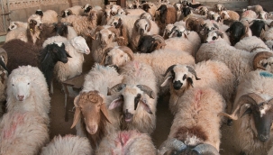 Sarıgöl'de hayvan pazarı 45 gün kapatıldı