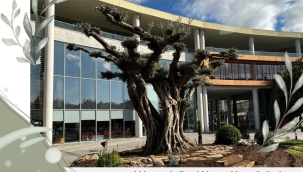 Başkan Dutlulu zeytin üreticilerinin  dünya zeytin gününü kutladı