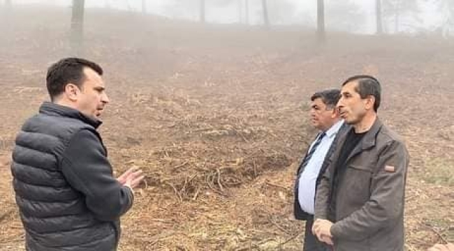 CHP'liler Dağmarmara'da ağaç katliamını gündeme taşıdı