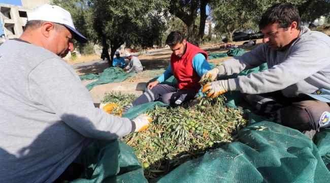  Turgutlu belediyesi zeytin hasadına başladı
