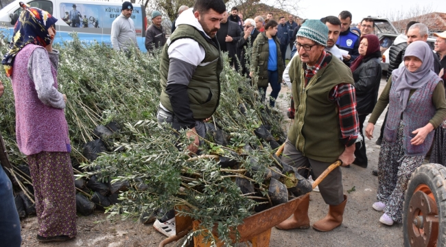 Akhisar'da yangında zarar gören üreticilere zeytin fidanı