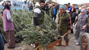 Akhisar'da yangında zarar gören üreticilere zeytin fidanı