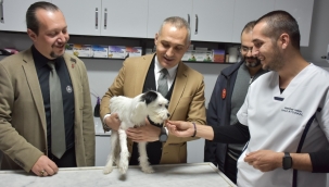 Kedi, köpek sahiplerine uyarı