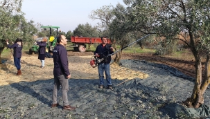 Manisa'da zeytin hasadının yüzde 50'si tamamlandı