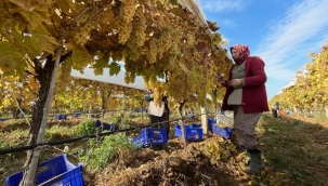 Örtü altıda olgunlaşan üzüm hasadı başladı