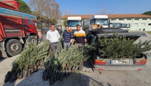 Zeytin fidanı satışı başladı