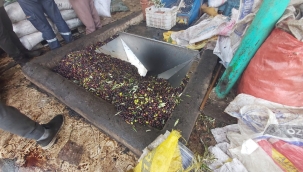 Zeytinyağı üretim işletmelerinde denetim