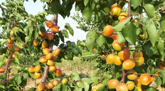 Ziraat odasından meyve fidanı satışı başladı
