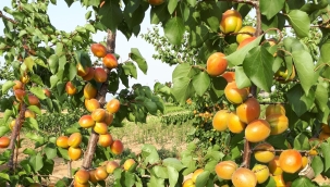 Ziraat odasından meyve fidanı satışı başladı
