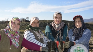 Demirci'de 19 bin 500 gelir getirici fidan dikildi