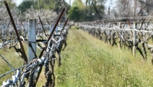 Ege'de 5 il için 'zirai don' uyarısı 