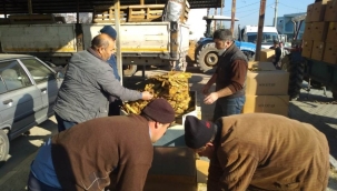 Selendi ziraat odası tütün üreticilerini uyardı