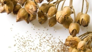 Tütün tohumu dağıtımı başlıyor