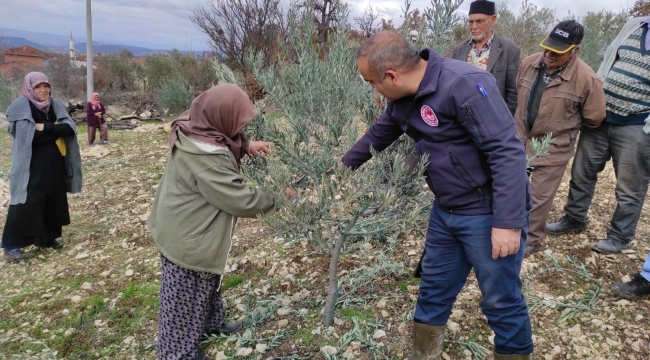 Üreticilere zeytin budama eğitimi
