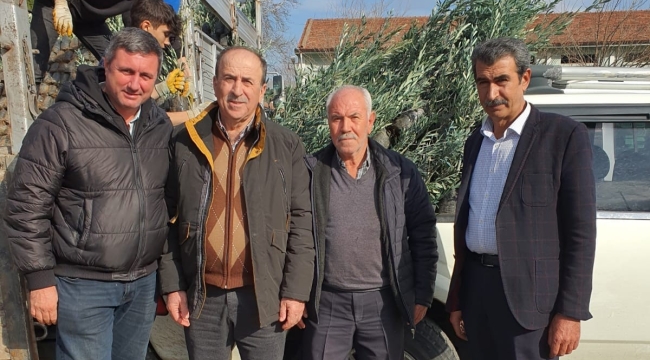 Üreticilere zeytin fidan dağıtımı sürüryor