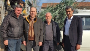 Üreticilere zeytin fidan dağıtımı sürüryor