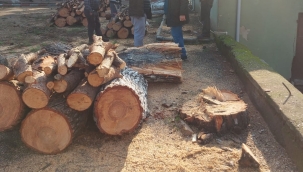 Yurttaş İnisiyatifinden''Manisalı yeşiline ağacına sahip çık'' çağrısı.