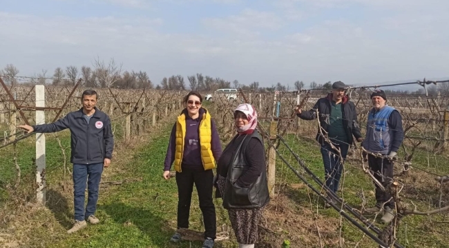 Bağlarda hastalık kontrolü