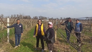 Bağlarda hastalık kontrolü