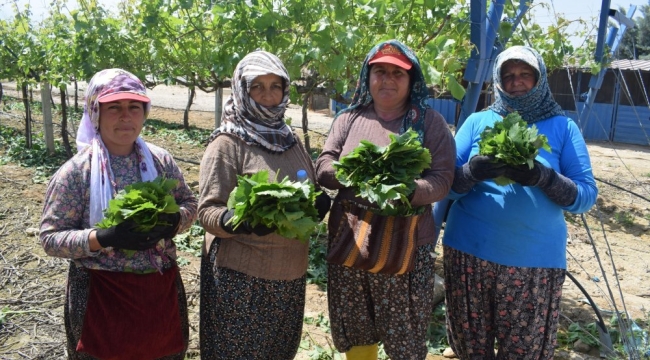 Manisa asma yaprağı tescillendi