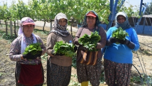 Manisa asma yaprağı tescillendi
