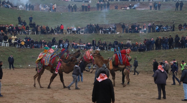 Turgutlu'da 8. geleneksel Musalar Yeniköy deve güreşleri yapıldı